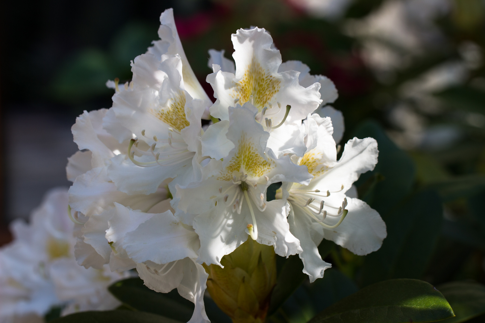 Rhododendron