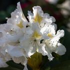 Rhododendron