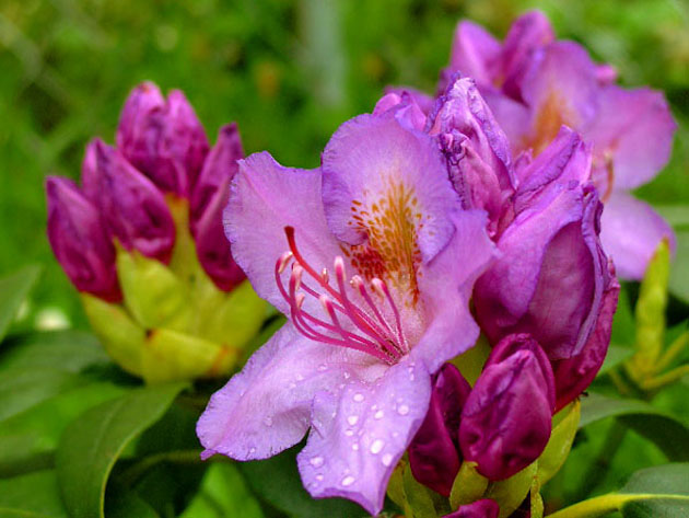 Rhododendron