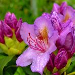 Rhododendron