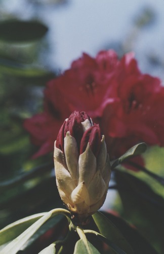 Rhododendron