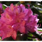 ++ Rhododendron ++