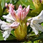 rhododendron