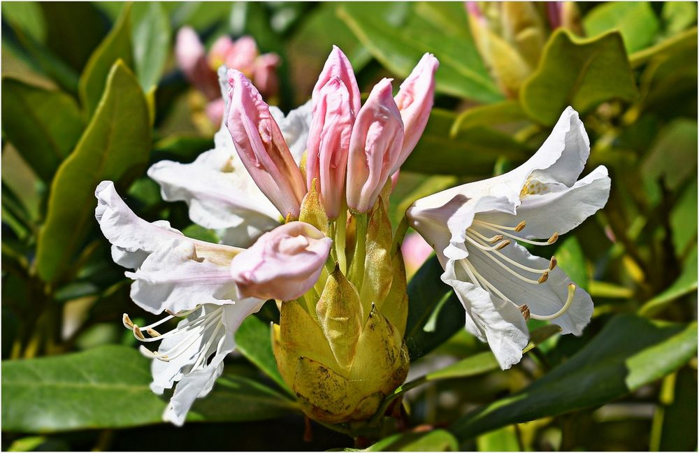 rhododendron