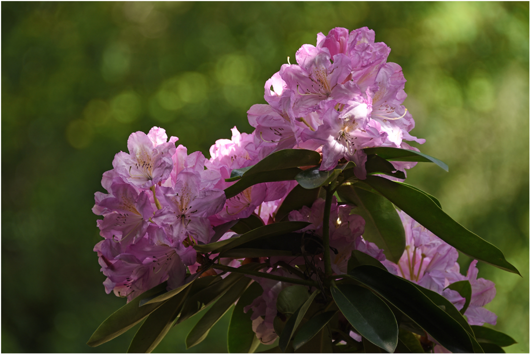 Rhododendron