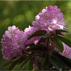 Rhododendron