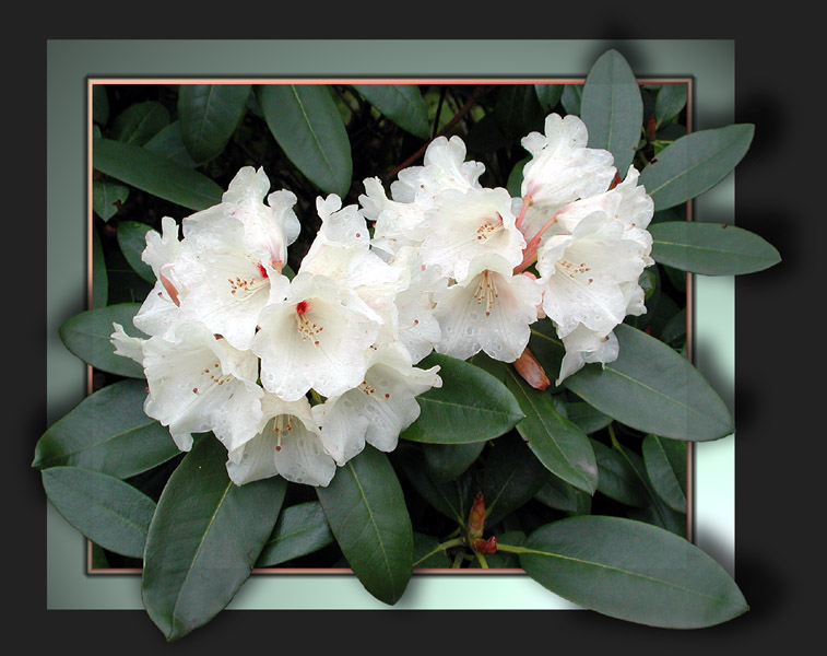 Rhododendron