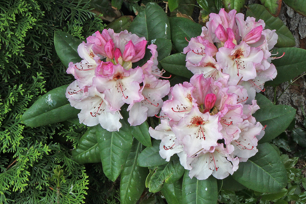 Rhododendron