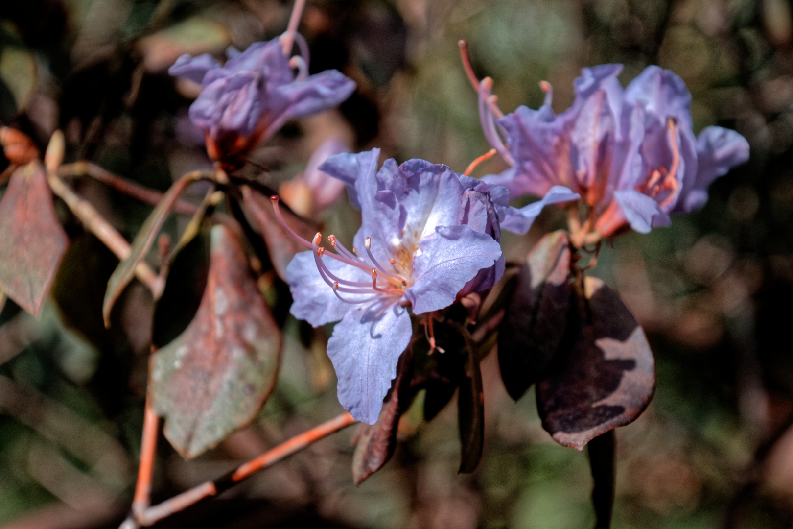 Rhododendron 