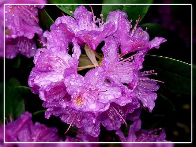 Rhododendron