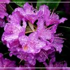 Rhododendron