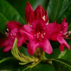 Rhododendron