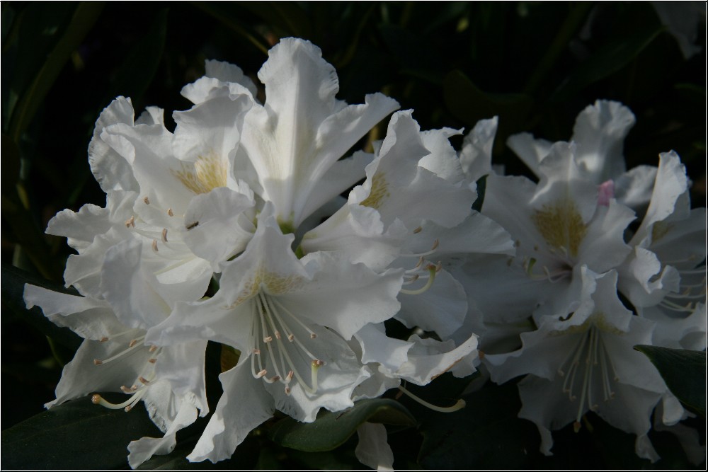 Rhododendron