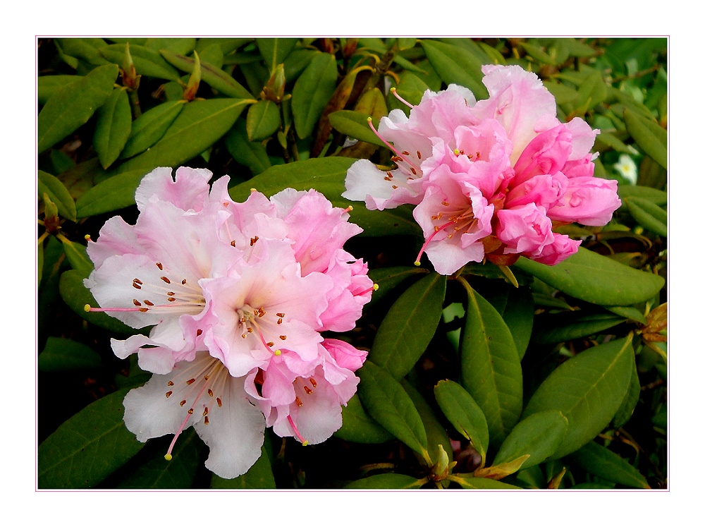 *Rhododendron*