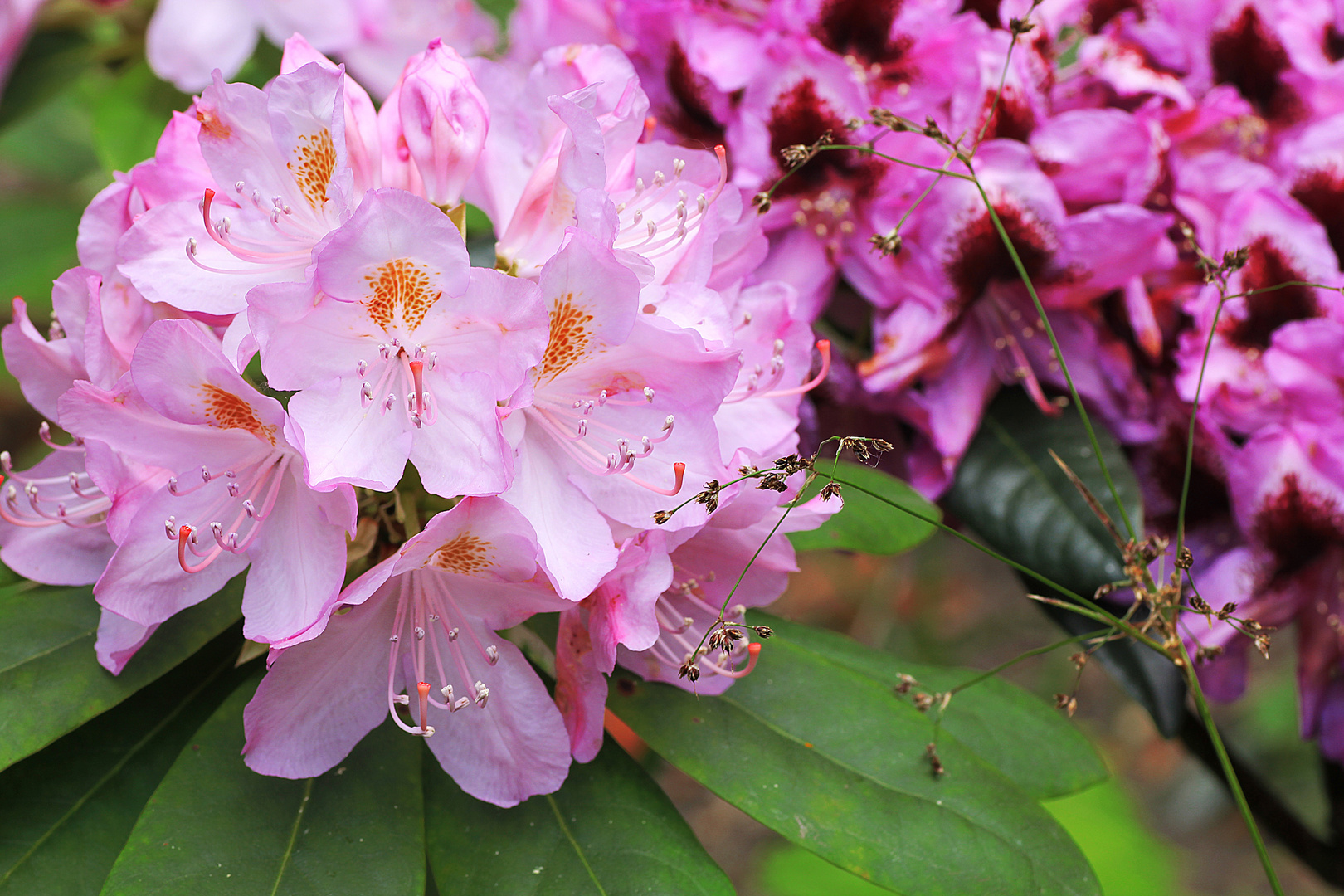 Rhododendron