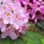 Rhododendron