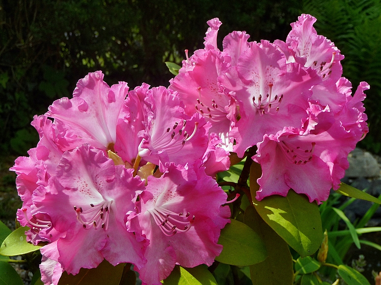 Rhododendron