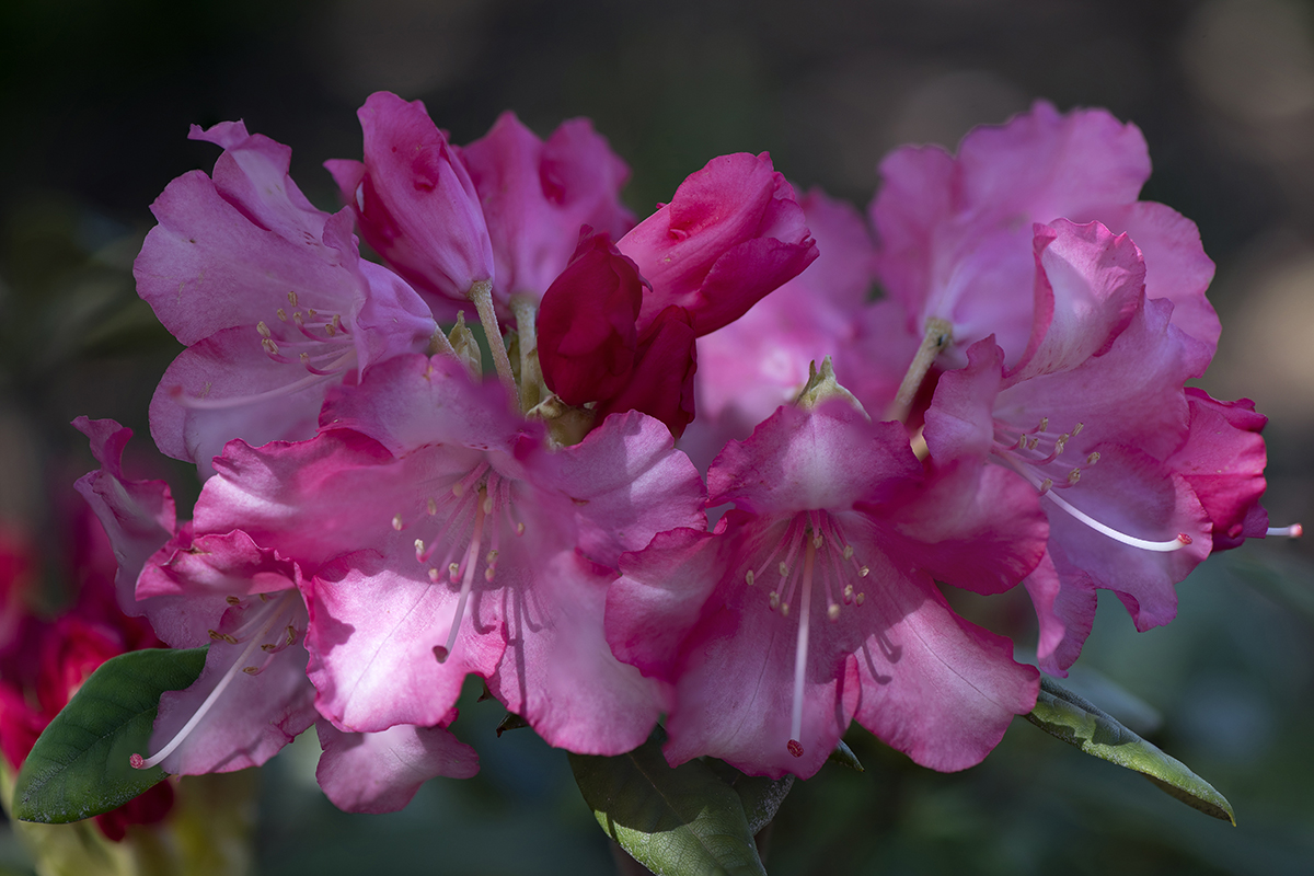 Rhododendron