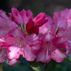 Rhododendron