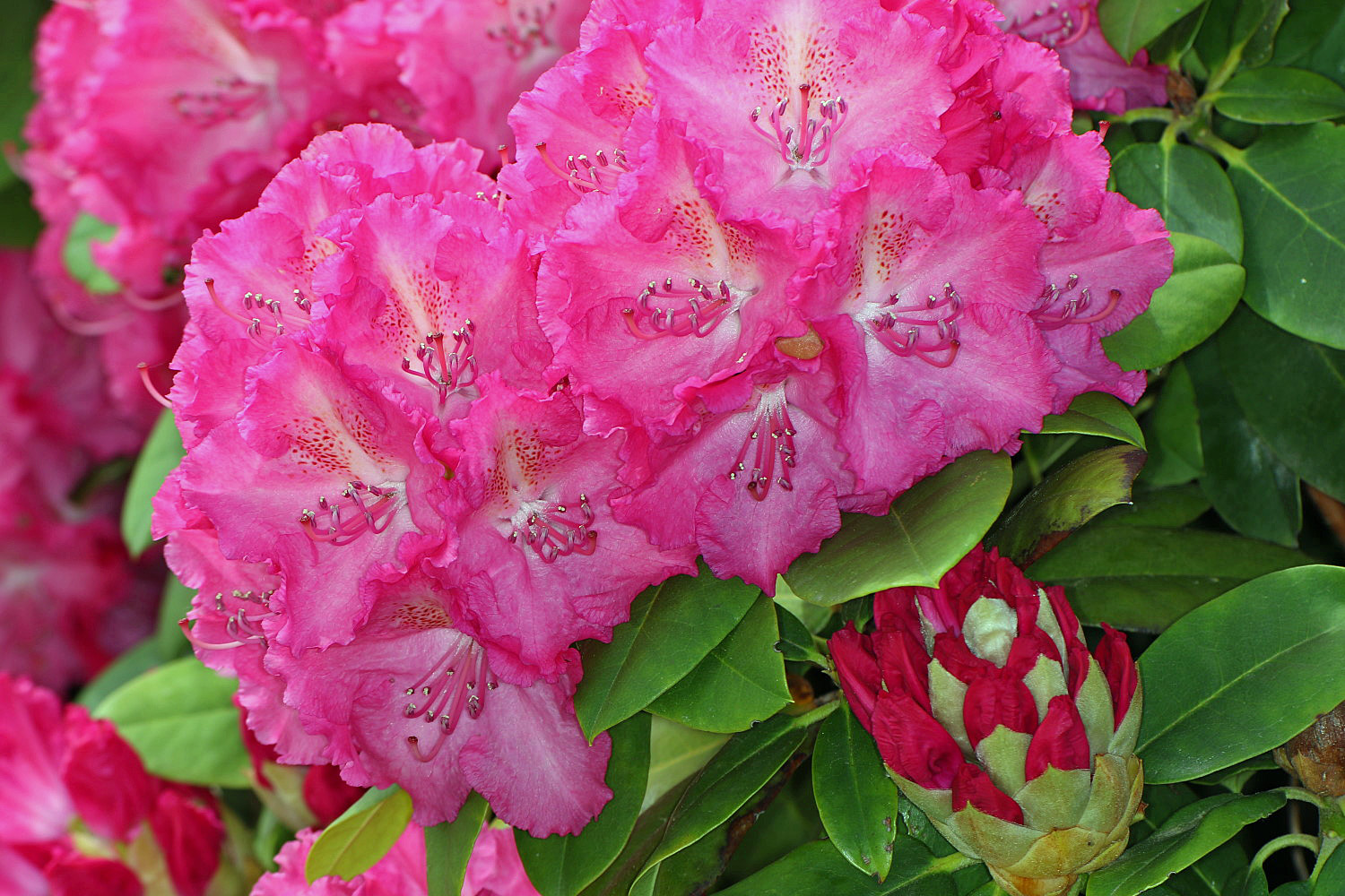 Rhododendron