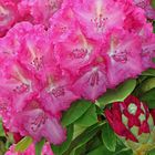 Rhododendron