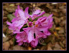 rhododendron