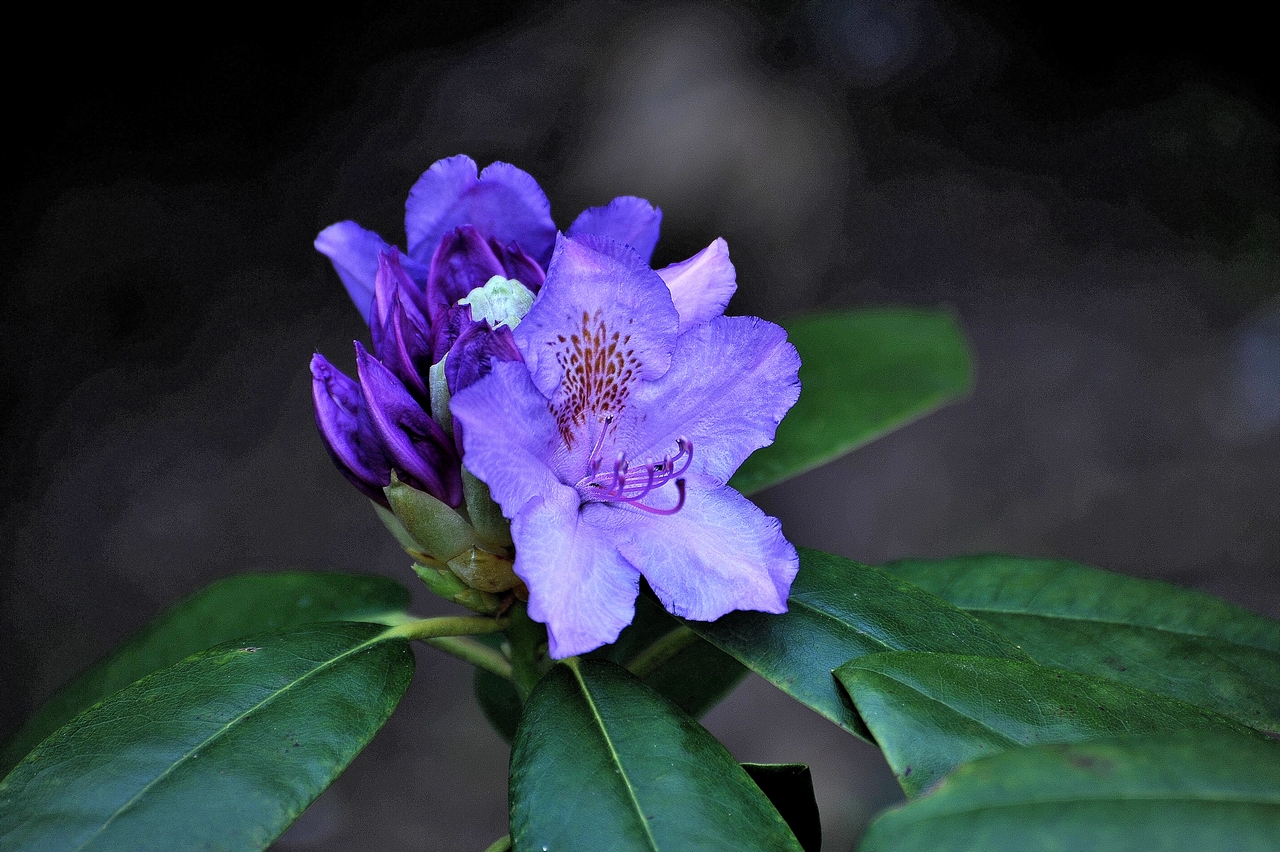 Rhododendron dans mon jardin