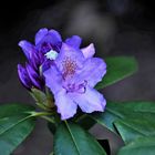 Rhododendron dans mon jardin