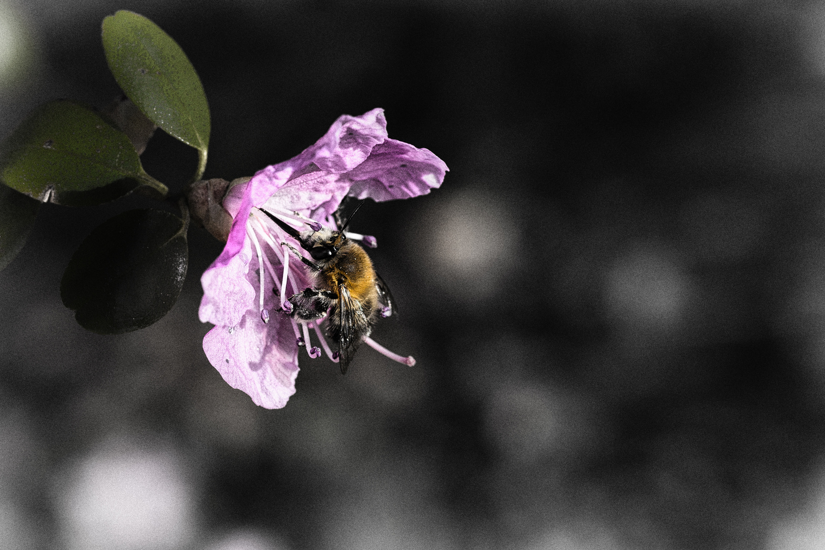 Rhododendron dauricum mit Hummel