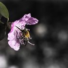 Rhododendron dauricum mit Hummel