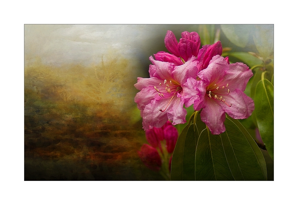 ~Rhododendron~