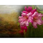 ~Rhododendron~