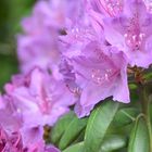 Rhododendron