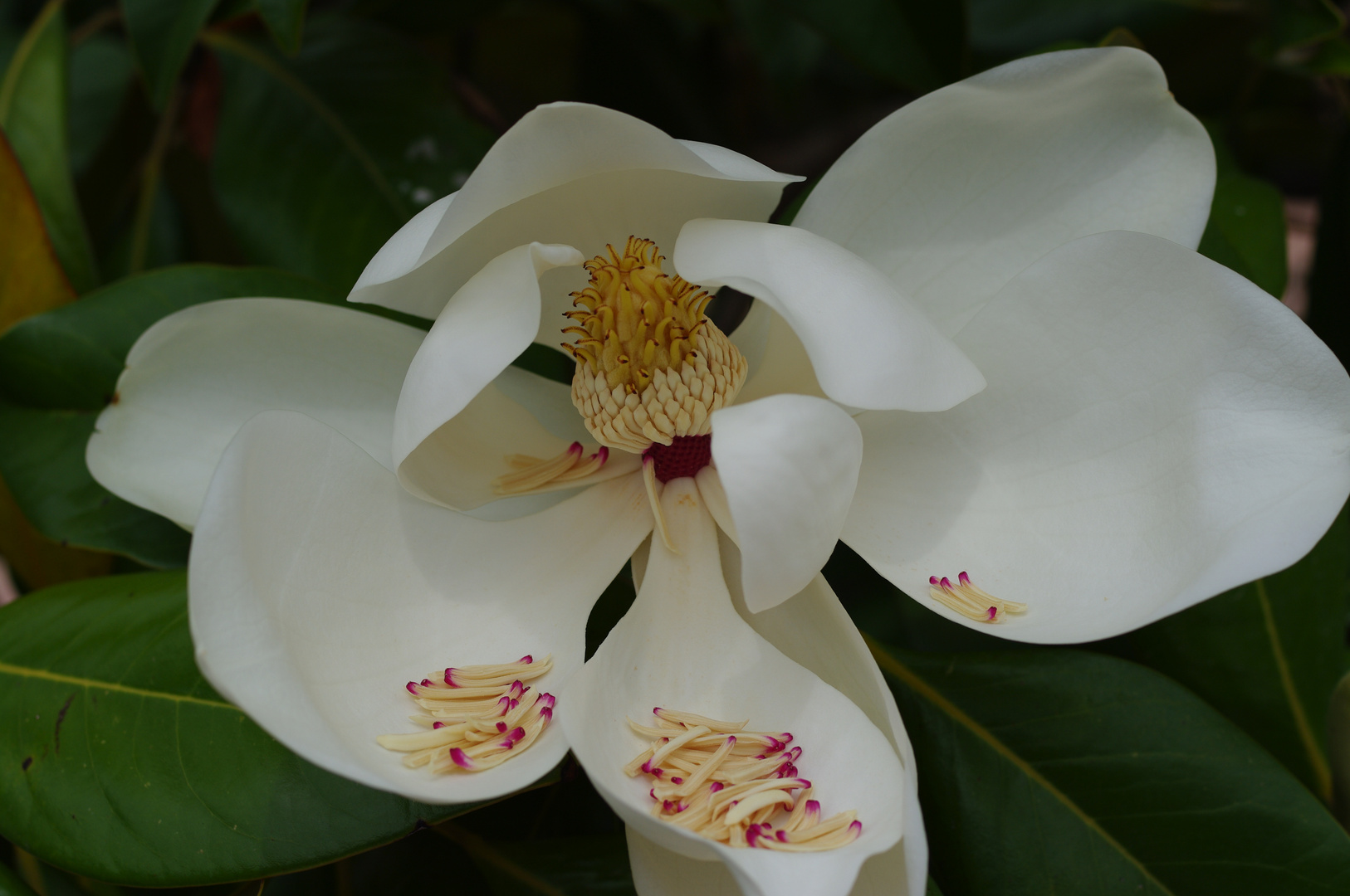 Rhododendron