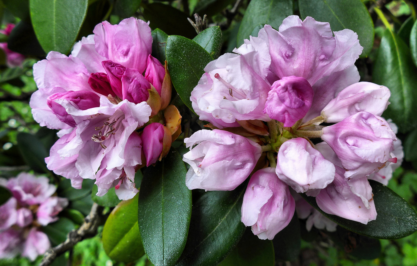 Rhododendron