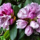 Rhododendron