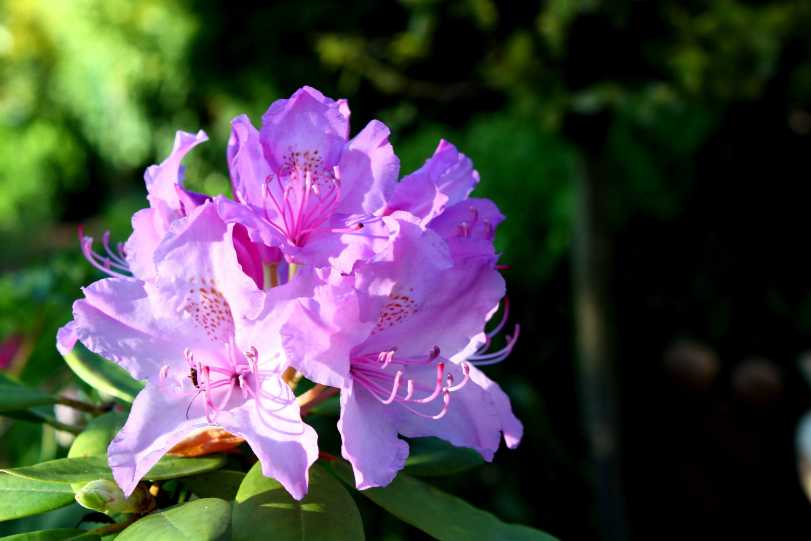 Rhododendron