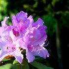 Rhododendron