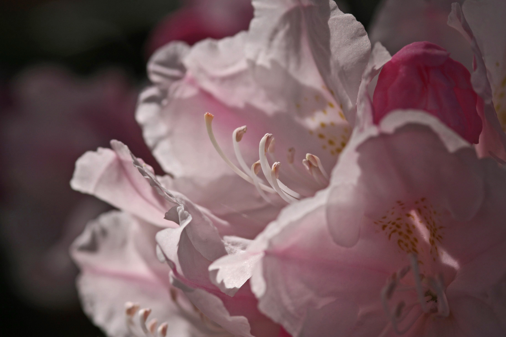 Rhododendron