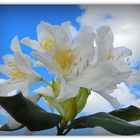 rhododendron de mon jardin