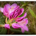 rhododendron de mon jardin