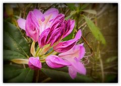 rhododendron de mon jardin