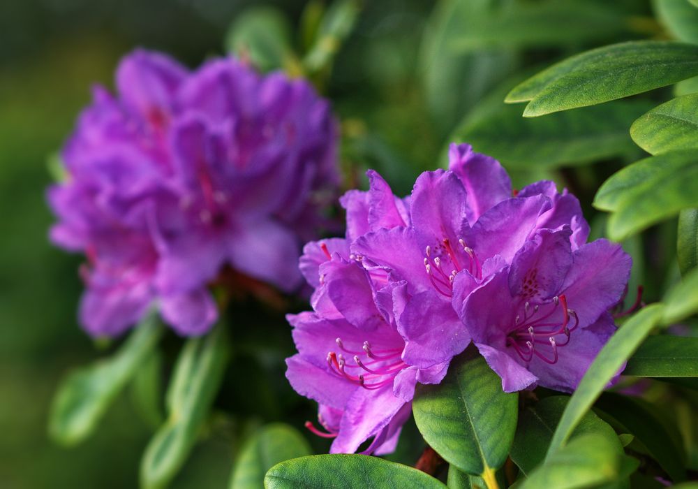 Rhododendron