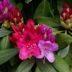 Rhododendron