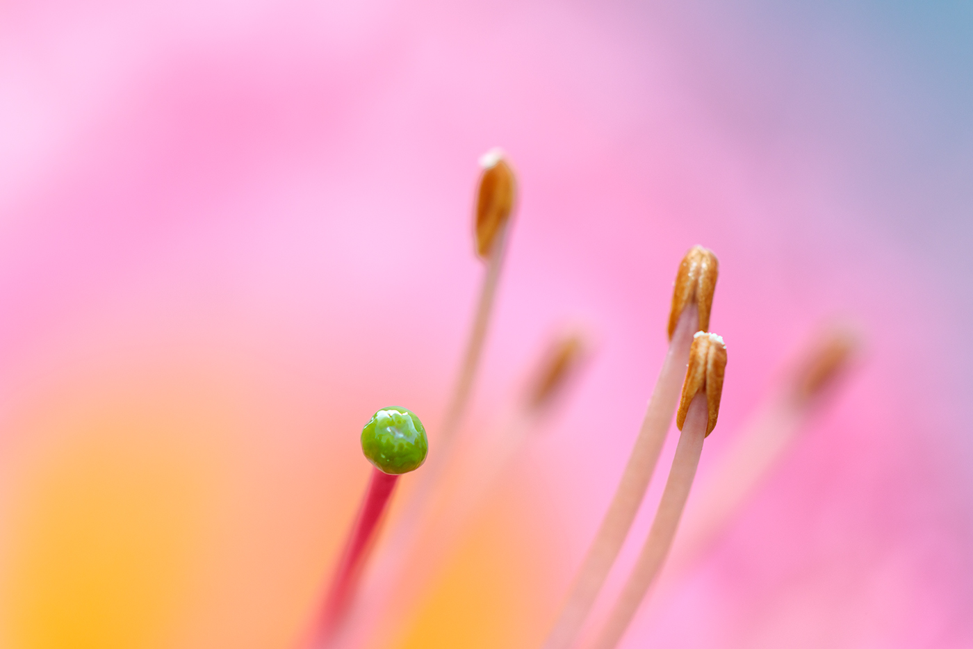 Rhododendron-Detail