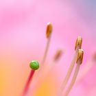 Rhododendron-Detail