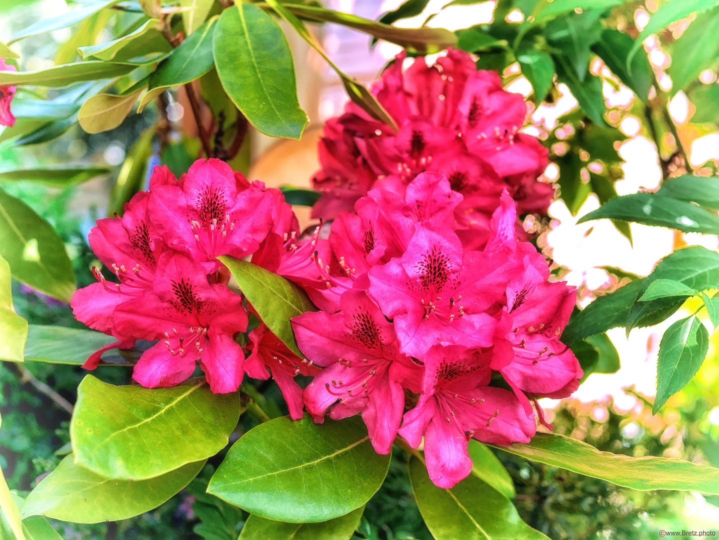 Rhododendron