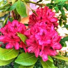 Rhododendron