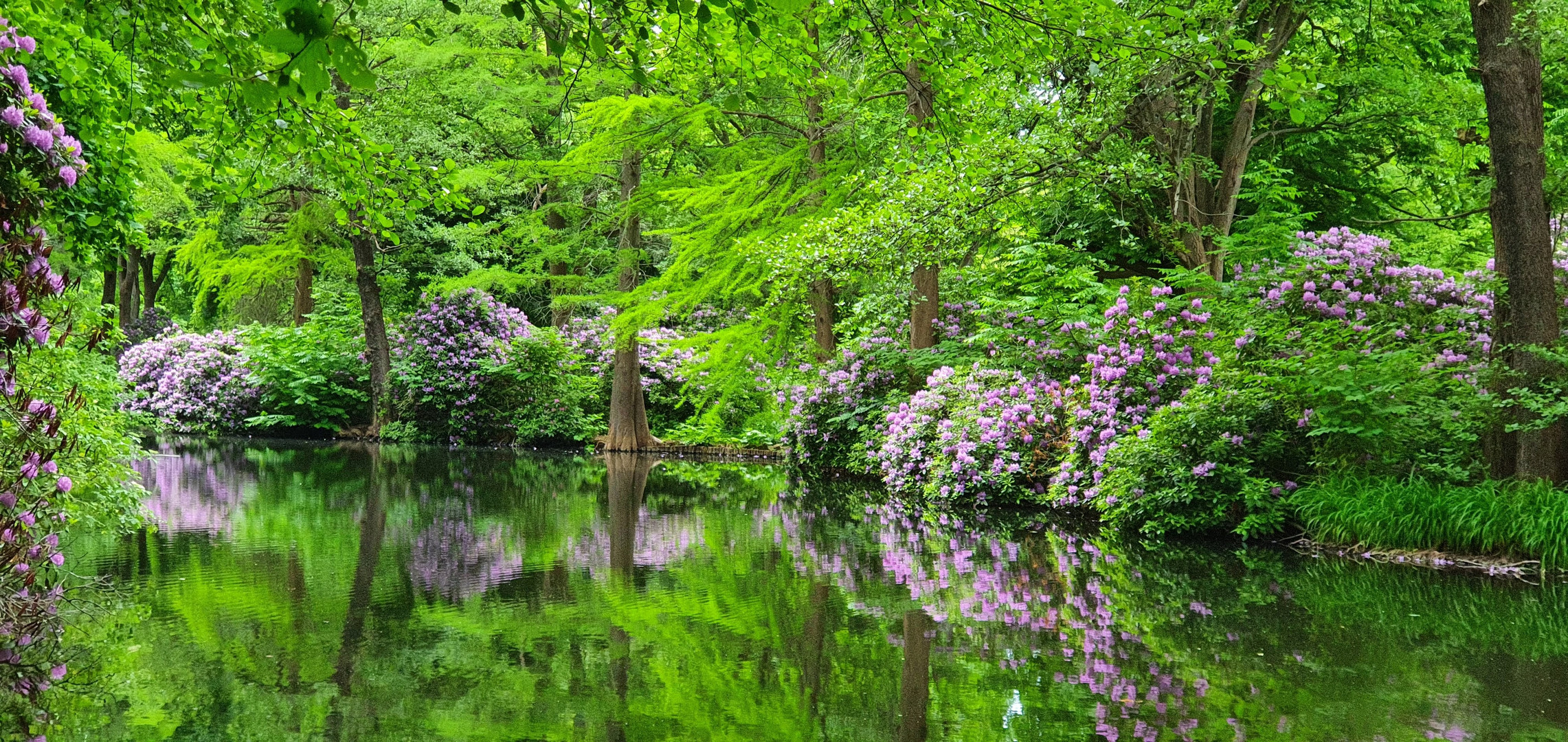 Rhododendron-Dschungle ....