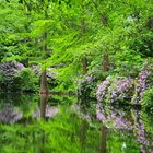 Rhododendron-Dschungle ....